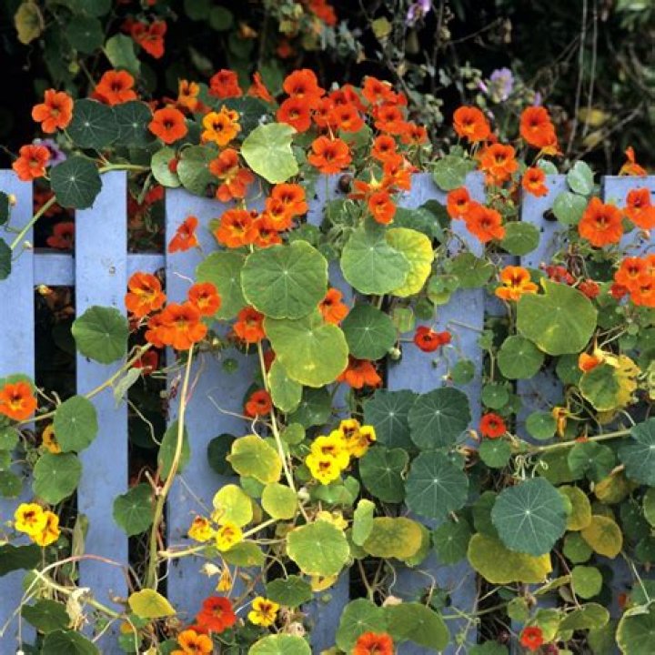 Capucine Biography, Age, Height, Husband, Net Worth, Family