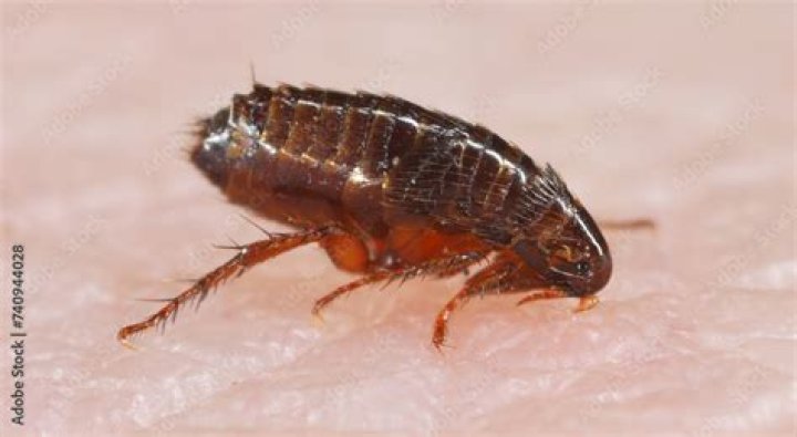 Flea Biography, Age, Height, Wife, Net Worth, Family