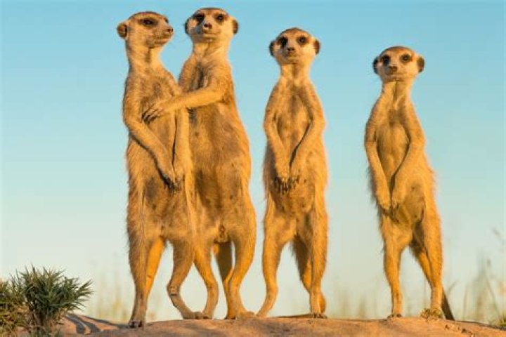 Frans Lanting Biography, Age, Height, Wife, Net Worth, Family