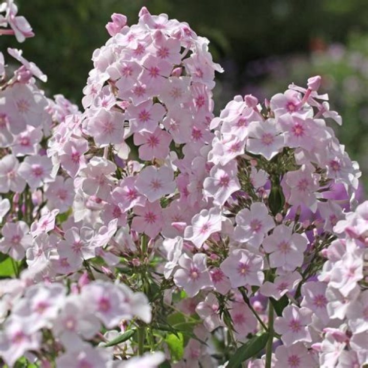 Star Lynden-Bell Biography, Age, Height, Husband, Net Worth, Family