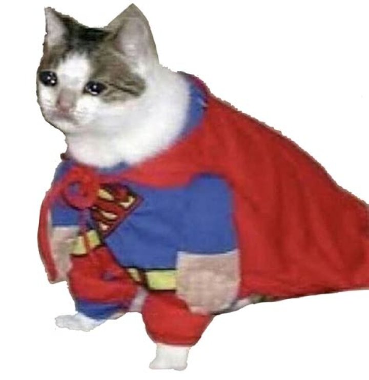 Super Cat biografía, edad, altura, esposo, net worth, familia