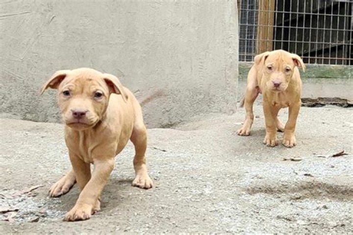 Tom Garner Biography, Age, Height, Wife, Net Worth, Family