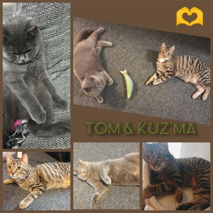 Tom Kuzma Biography, Age, Height, Wife, Net Worth and Family